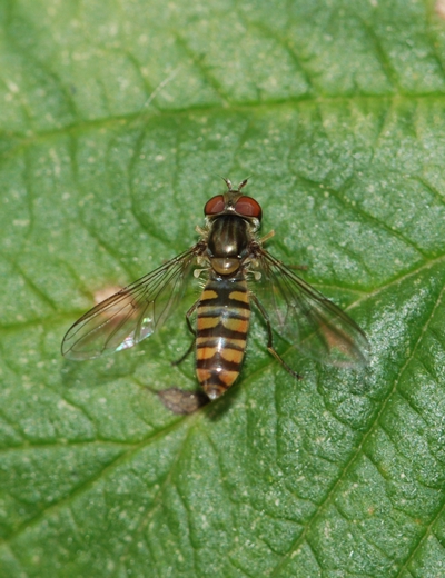 svirreflue Syrphidae