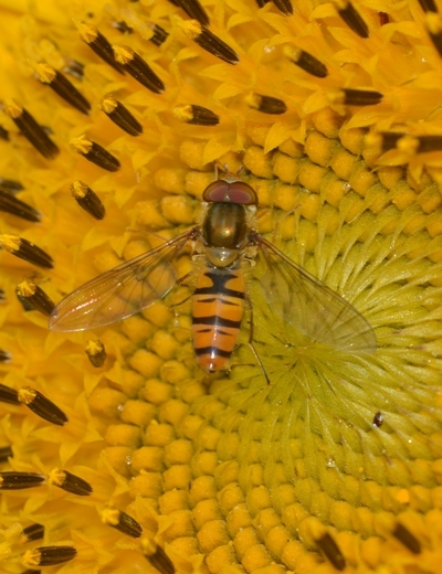 svirreflue Syrphidae