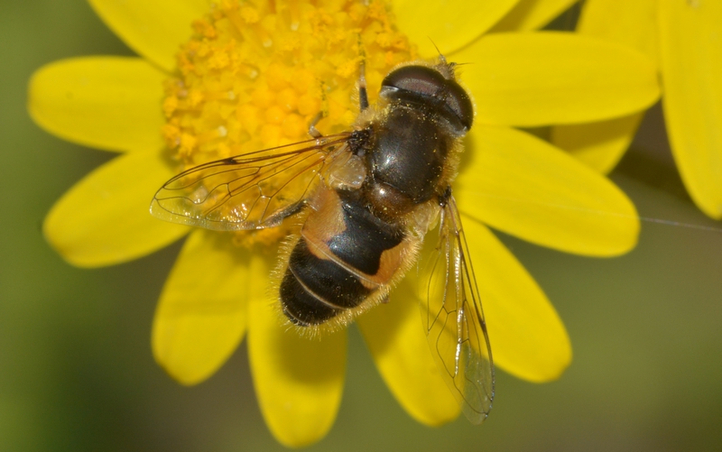 svirreflue Syrphidae