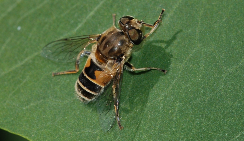 svirreflue Syrphidae