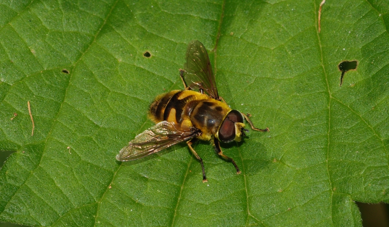 svirreflue Syrphidae