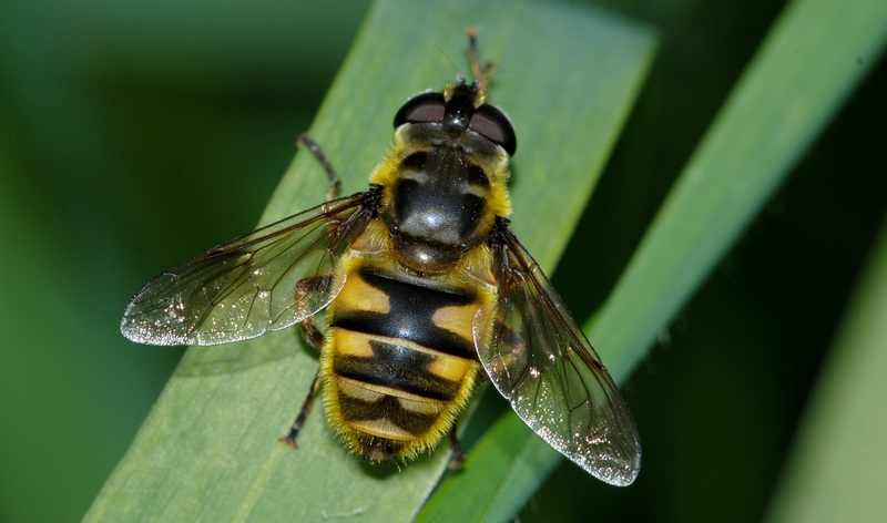 svirreflue Syrphidae