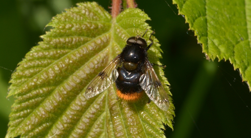 svirreflue Syrphidae