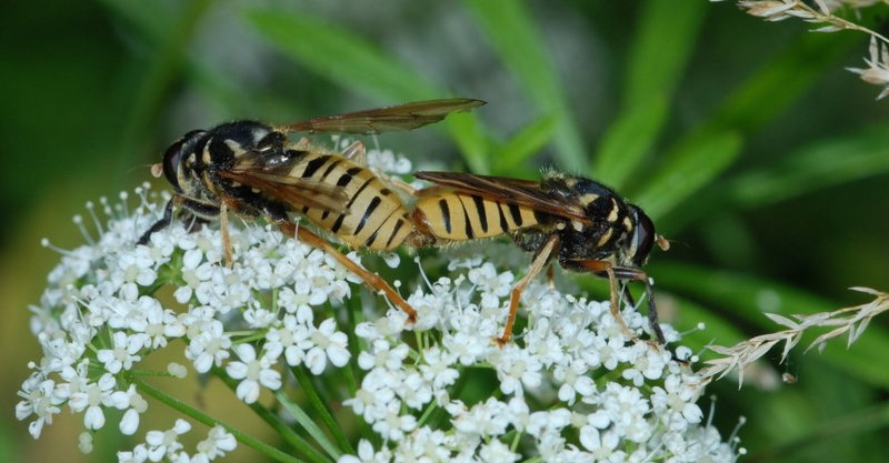 svirreflue Syrphidae