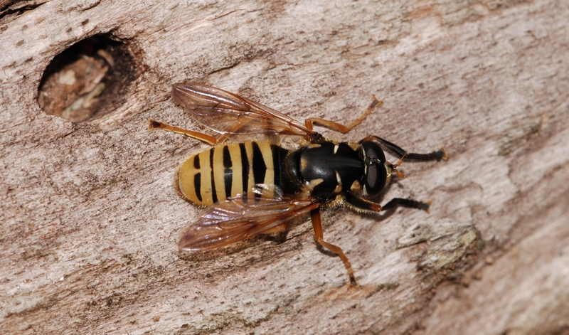 svirreflue Syrphidae