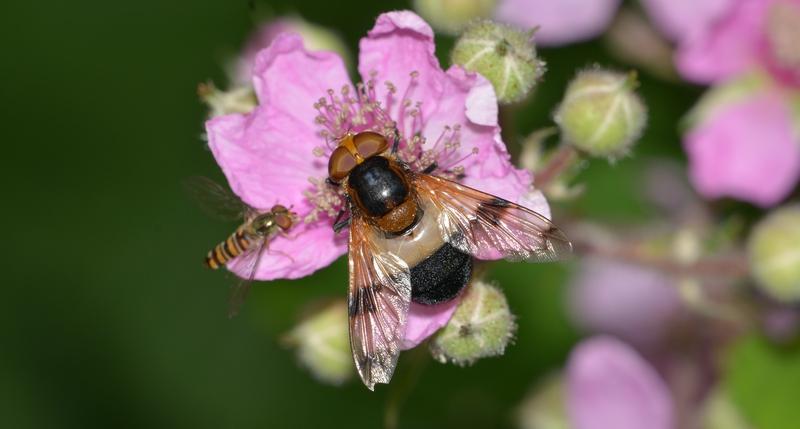 svirreflue Syrphidae hvidbåndet humlesvirreflue