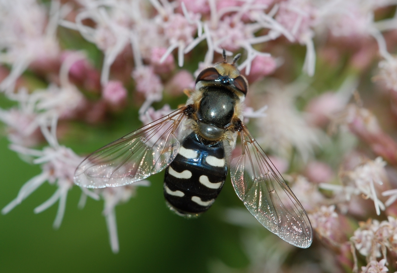 svirreflue Syrphidae