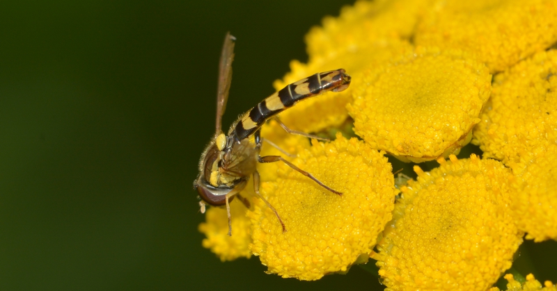 svirreflue Syrphidae