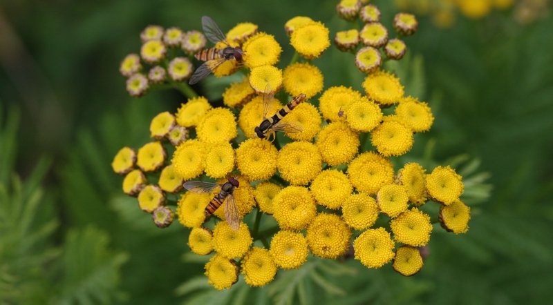 svirreflue Syrphidae