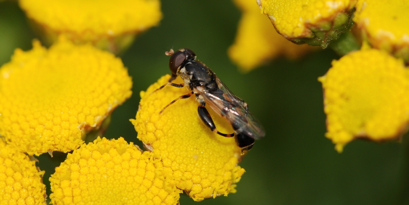 svirreflue Syrphidae