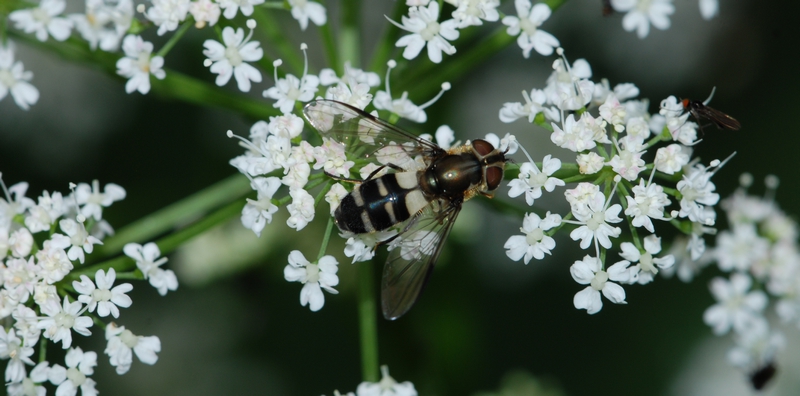 svirreflue Syrphidae