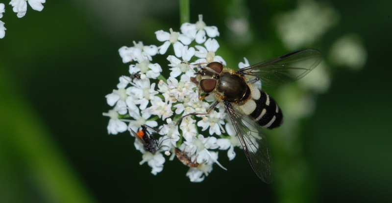 svirreflue Syrphidae