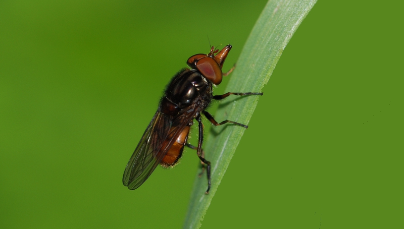 svirreflue Syrphidae