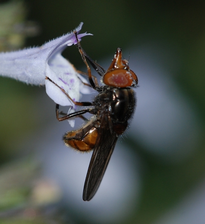 svirreflue Syrphidae