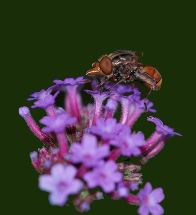 svirreflue Syrphidae