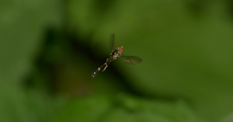 svirreflue Syrphidae