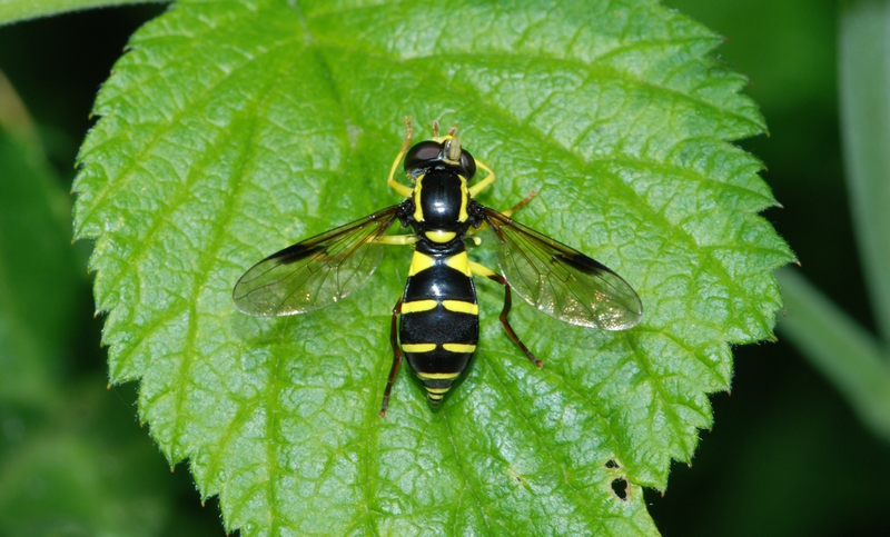 svirreflue Syrphidae