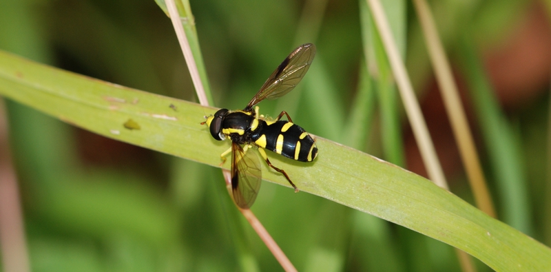 svirreflue Syrphidae