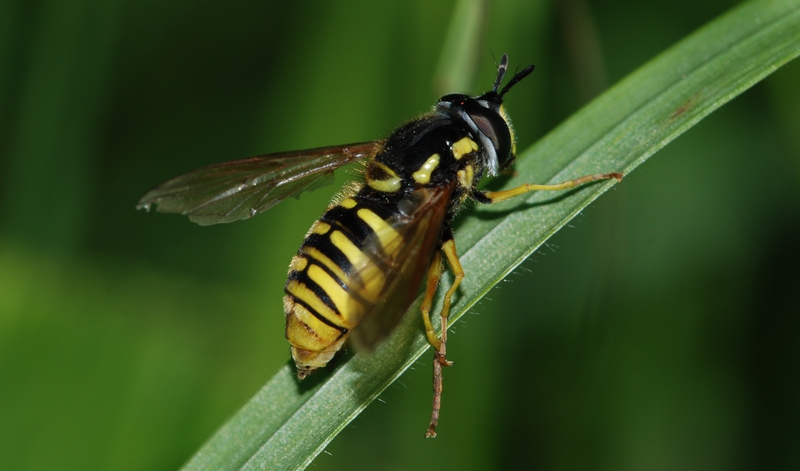 svirreflue Syrphidae