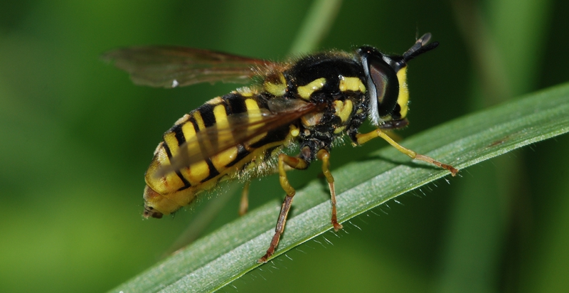 svirreflue Syrphidae