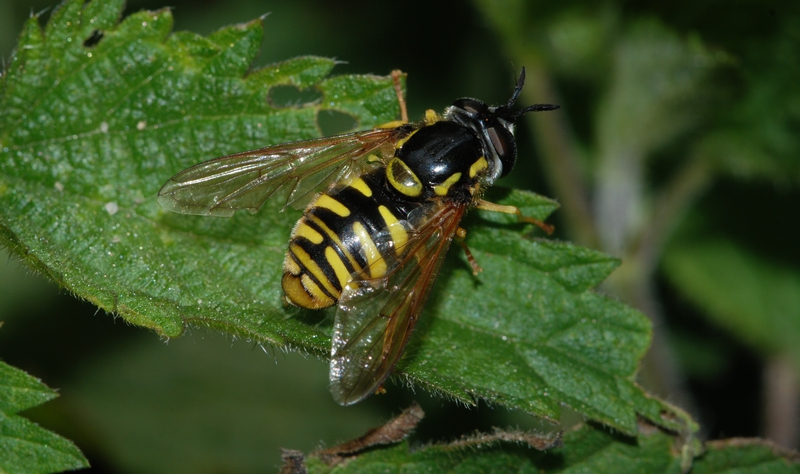 svirreflue Syrphidae