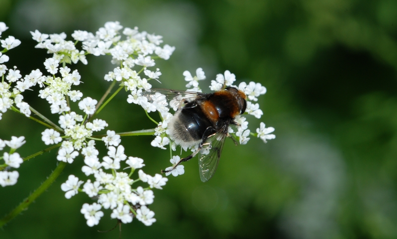 svirreflue Syrphidae