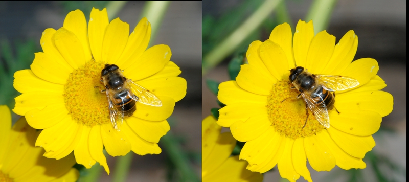 svirreflue Syrphidae