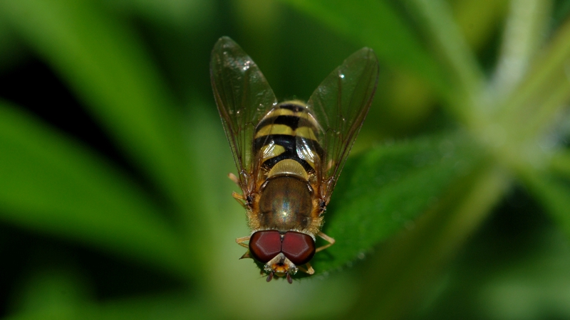 svirreflue Syrphidae