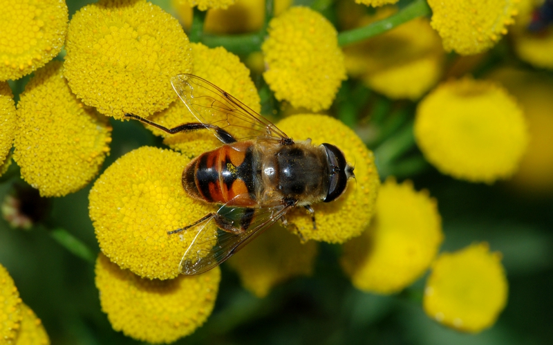 svirreflue Syrphidae