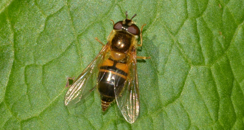 svirreflue Syrphidae