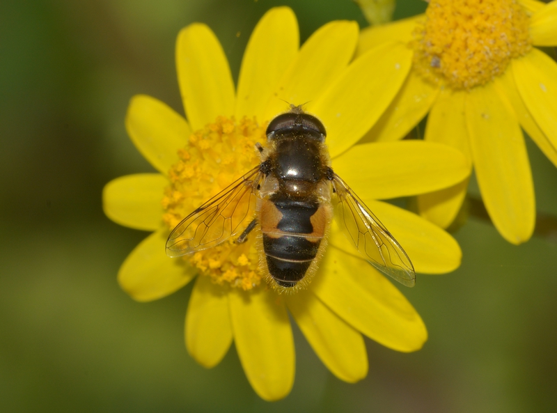 svirreflue Syrphidae