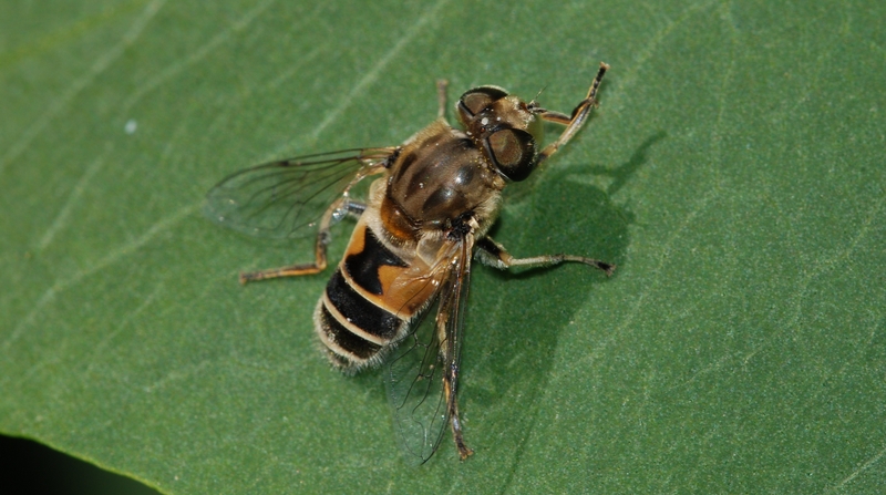 svirreflue Syrphidae