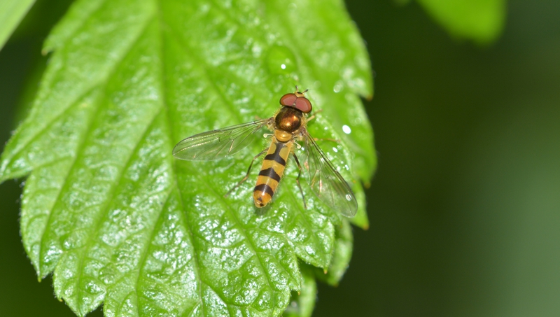 svirreflue Syrphidae