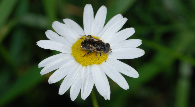 svirreflue Syrphidae