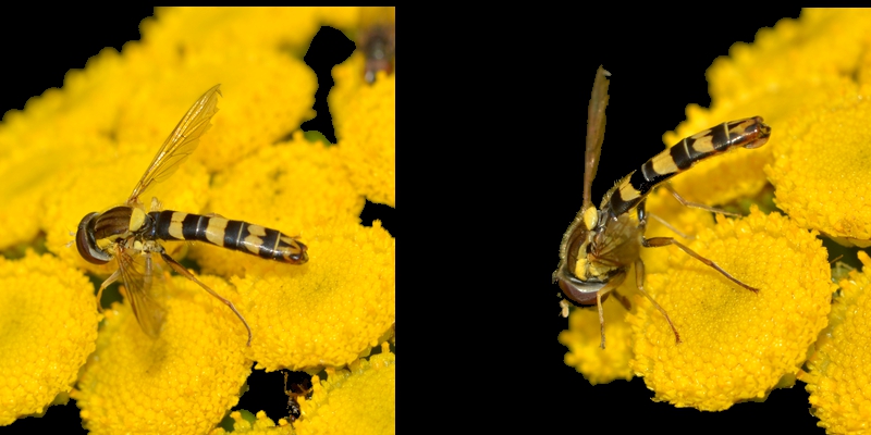 svirreflue Syrphidae