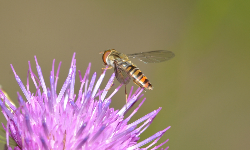 svirreflue Syrphidae