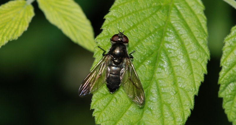 svirreflue Syrphidae