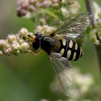 almindelig marksvirreflue