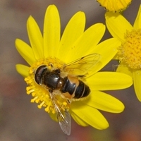 dyndflue Eristalis sp