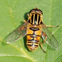 sumpsvirreflue Helophilus sp.