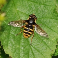 svirreflue Syrphidae