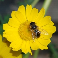 svirreflue_Syrphidae