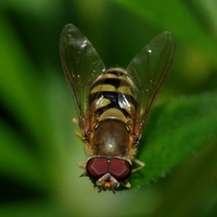 svirreflue_Syrphidae