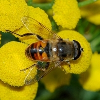 svirreflue_Syrphidae