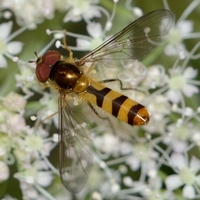 svirreflue Syrphidae