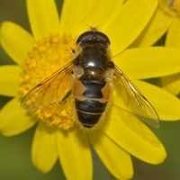 svirreflue_Syrphidae