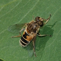 svirreflue Syrphidae