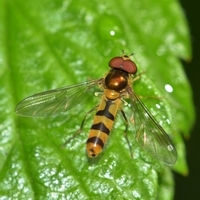 svirreflue Syrphidae