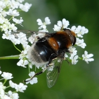 svirreflue Syrphidae