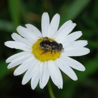 svirreflue Syrphidae